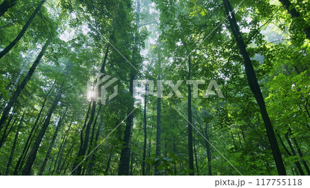 Transition from summer to early autumn season. Large branches growing in dense forest. Time lapse. Transition from summer to early autumn season. Large branches growing in dense forest. Time lapse. 117755118
