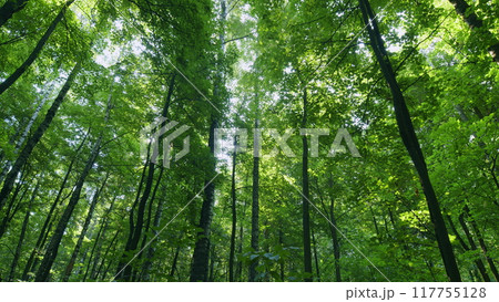 Deciduous tree forest in summer. Beautiful green forest. Early autumn time forest background. Time lapse. 117755128