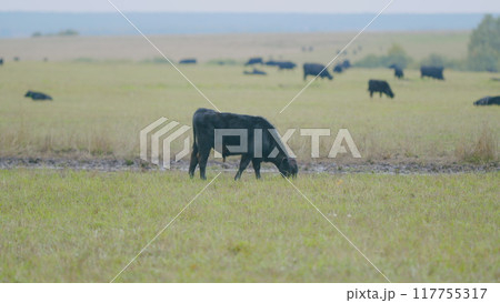 Cow in landscape. Cow grazing and eating grass. Agriculture concept. Selective focus. 117755317