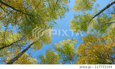 Panorama of a sunny day. Yellow maple tree leaves composition over sky. Wide shot. 117755344
