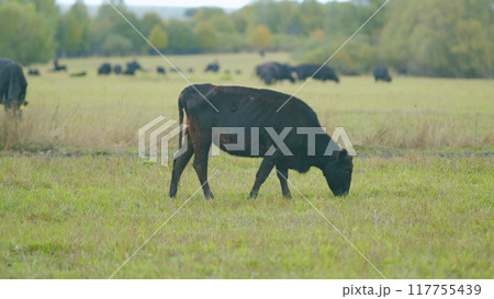 Cow in landscape. Cow grazing and eating grass. Agriculture concept. Real time. 117755439