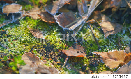 Fallen leaves covered with frost. Natural floral pattern background. Pan. Fallen leaves covered with frost. Natural floral pattern background. Pan. 117755457