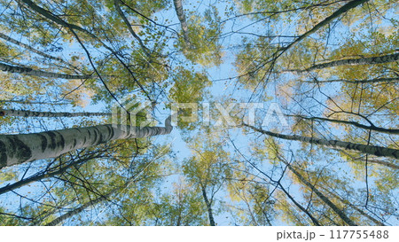 Autumn treetops background. Colorful autumn leaves and branches. Autumn abstract background. Wide shot. 117755488