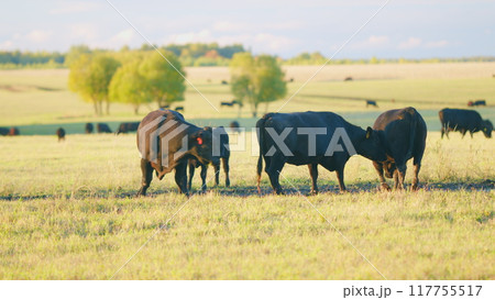 Black cows stand grazing on meadow field. Herd of black angus on a pasture. Cows grazing pasture. Static view. Black cows stand grazing on meadow field. Herd of black angus on a pasture. Cows grazing pasture. Static view. 117755517
