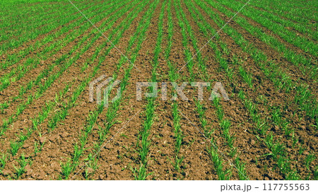 Green Grass Sways In Wind Beautiful Green Wheat Field Agriculture Farm Concept. Life Concept. Seedlings Of Young Shoots On Field In Spring. Concept Of Growth. 117755563