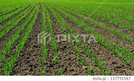Springtime Day. Grow Food. Agricultural Field Of Wheat In Summer. Green Sprouts Of Wheat On Field Shakes Wind. Boundless Distance. Agricultural Field. Agriculture Farm. 117755567