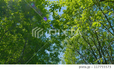 Camera Movement Through Forest Trail In Deciduous Forest. Country Road Along Roadside In Countryside. Camera Movement Through Forest Trail In Deciduous Forest. Country Road Along Roadside In Countryside. 117755573