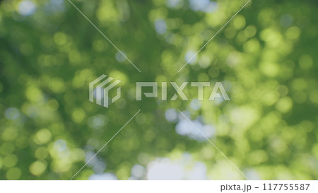 Canopy Of Deciduous Trees With Inflorescence. Tree Swinging In Wind On Blue Sky Background. Trees Blowing In Wind With Blue Sky. Bokeh. 117755587