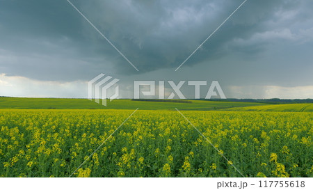 Yellow Flower Blossom Rapeseed Canola Agriculture Field. Blooming Canola Flowers. Flowering Bright Yellow Canola Field. Field With A Yellow Bloom. Yellow Flower Blossom Rapeseed Canola Agriculture Field. Blooming Canola Flowers. Flowering Bright Yellow Canola Field. Field With A Yellow Bloom. 117755618