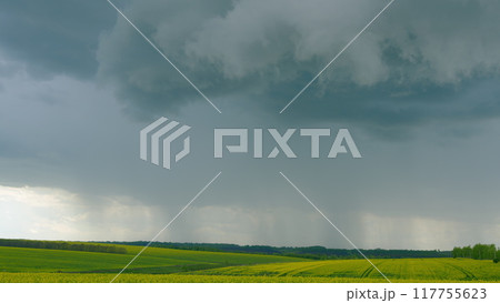 Yellow Flower Blossom Rapeseed Canola Agriculture Field. Blooming Canola Flowers. Flowering Bright Yellow Canola Field. Field With A Yellow Bloom. 117755623