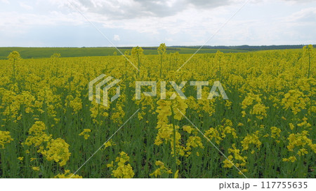 Organic Rapeseed Field For Pollination And Honey Production With Yellow Blossoms. Blooming Rapeseed Field On A Sunny Day In Spring. Canola Background Blue Sky. 117755635