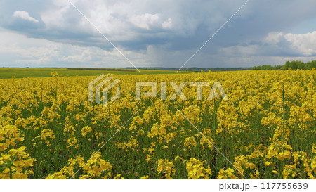 Field With Yellow Rapeseed Flowers. Swaying In Wind Against Blue Sky. Field With Yellow Flowering Rapeseed Plants In Spring. Canola Agriculture Field. 117755639