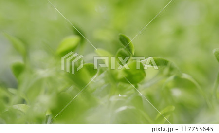 Young Green Sprouts. Seedlings Of Young Shoots On Field, Spring. New Life Plants Growing. Seedlings Growing. New Beginning. 117755645