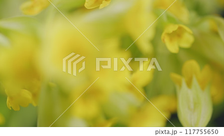 Primula Veris Plant Commonly Known As Cowslip. Yellow Flower Cowslip Primrose In Spring. Floral Background. 117755650