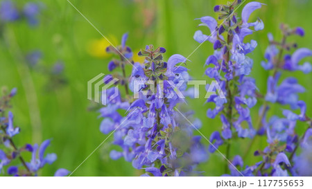 Meadow Sage Salvia Pratensis. Species Of Salvia Native To A Wide Area Of South America And Europe. Concept Of Collecting Wild Medicinal Plants. 117755653