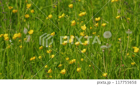 Wind sway meadow buttercups in a grass field. Yellow buttercup or ranunculus acris, flowers in meadow among green grass. Wind sway meadow buttercups in a grass field. Yellow buttercup or ranunculus acris, flowers in meadow among green grass. 117755658