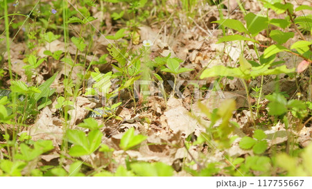 Grass Snake Sticks Out Its Tongue And Crawled Through Fresh Green Summer Grass. Snake On Grass Or Natrix Natrix. 117755667