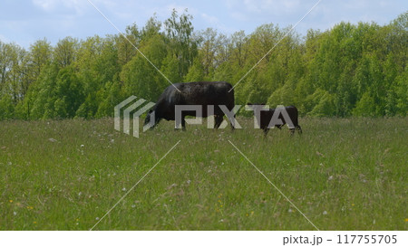 Herd Of Black Angus Cows Grazing In Meadow. Cows On A Summer Pasture. Cows On Field. Long Pasture. Herd Of Black Angus Cows Grazing In Meadow. Cows On A Summer Pasture. Cows On Field. Long Pasture. 117755705