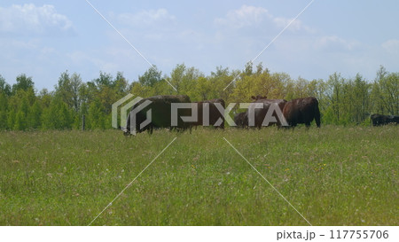 Cattle On Summer Grassland. Cows Black Angus On A Pasture In Landscape In Summer. Bright Summer Field. Cattle On Summer Grassland. Cows Black Angus On A Pasture In Landscape In Summer. Bright Summer Field. 117755706