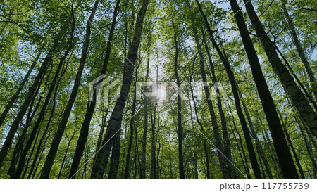 Branches Of Tree Is Beautiful Bright Green Leafs. Sun Light In Green Foliage Background. Concept Of Summer Nature And Sunny Sky. 117755739