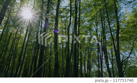 Green Leaves On Summer. Tree Tops With Green Bright Leaves With Blue Sky At Background. Branch With Green Leaves On Blue Sunny Sky Background. 117755740
