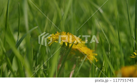 Yellow Dandelions. Spring Green Grass In A Beautiful Meadow. Green Meadow With Bright Yellow Dandelions. Yellow Dandelions. Spring Green Grass In A Beautiful Meadow. Green Meadow With Bright Yellow Dandelions. 117755745