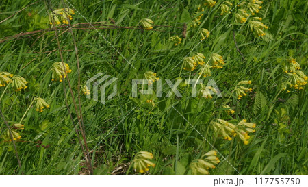 Spring Primrose Herb Flowers Primula Veris Blooming In Green Meadow. Cowslip Spring Bloom. Herbaceous Herba. Windy Day On A Late Spring Meadow. Spring Primrose Herb Flowers Primula Veris Blooming In Green Meadow. Cowslip Spring Bloom. Herbaceous Herba. Windy Day On A Late Spring Meadow. 117755750