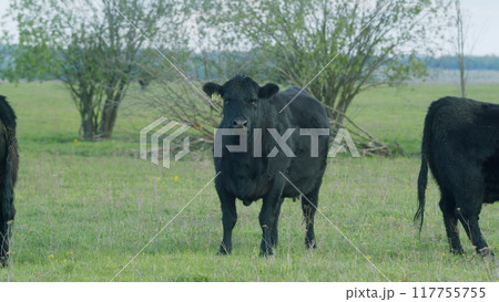 Black Angus Cows Grazing On A Green Summer Meadow. Panorama Of Grazing Cows In A Meadow With Grass. Black Angus Cows Grazing On A Green Summer Meadow. Panorama Of Grazing Cows In A Meadow With Grass. 117755755