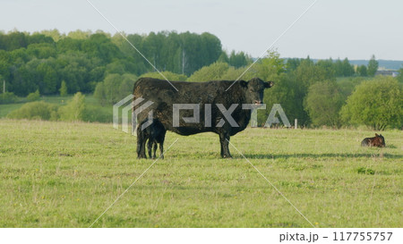 Mother Black Cow And Calf. Black Angus Cattle In Green Pasture. Cow Feeding Her Calf In The Beautiful Countryside. Mother Black Cow And Calf. Black Angus Cattle In Green Pasture. Cow Feeding Her Calf In The Beautiful Countryside. 117755757
