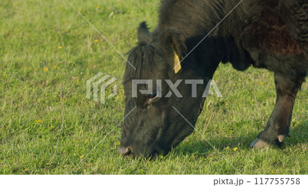 Black Angus Cows Grazing On A Green Summer Meadow. Panorama Of Grazing Cows In A Meadow With Grass. 117755758