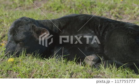 Cows On Pasture In Nature. Panoramic View Of Black Angus Cow On Green Grass. Beef Cows And Calfs Grazing On Grass. 117755777