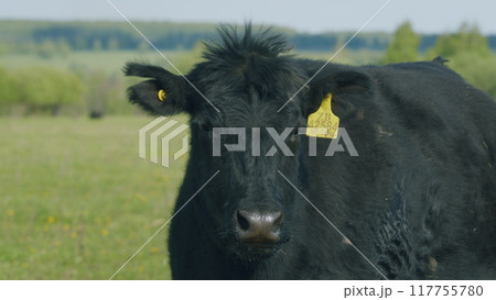 Black Cow Walking And Eating Grass On Green Meadow. Cow Black Angus Grazing On Pasture In Spring Day. 117755780
