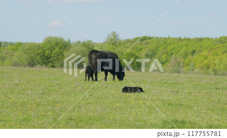 Herd Or Black Angus Cows. Black Angus Calf Suckling From Mother At Free Range Farm. Cow Feeding Her Calf In The Beautiful Countryside. Herd Or Black Angus Cows. Black Angus Calf Suckling From Mother At Free Range Farm. Cow Feeding Her Calf In The Beautiful Countryside. 117755781