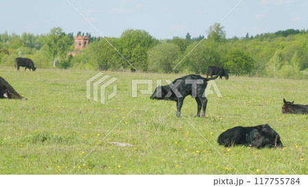 Young Black Angus Cow On Pastures. Black Angus Cows As Herd. Sunset On Countryside. Beef Cows And Calves Grazing On Grass On A Beef Cattle Farm. 117755784
