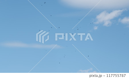 Bird Of Prey Soaring High In Blue Sky. Flock Of Birds Flying In Circular Motion In Sky At Morning. Bird Of Prey Soaring High In Blue Sky. Flock Of Birds Flying In Circular Motion In Sky At Morning. 117755787