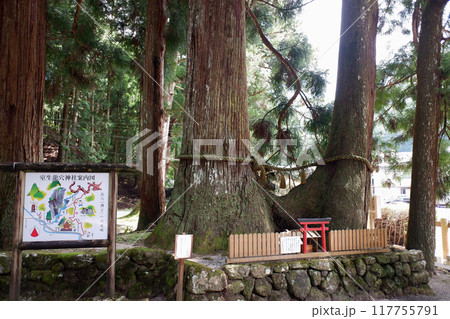 奈良県　室生龍穴神社・連理の杉 117755791