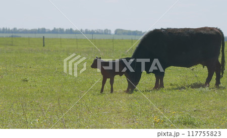 Cows Grazing On A Field In Summer. Herd Of Black Angus Cows Grazing. Open Farm With Cattle On Field In Countryside Farm. 117755823
