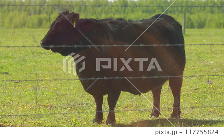 Black Angus Cows Grazing On A Green Summer Meadow. Panorama Of Grazing Cows In A Meadow With Grass. 117755824