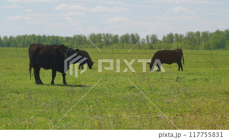 Cattle On Summer Grassland. Cows Black Angus On A Pasture In Landscape In Summer. Bright Summer Field. Cattle On Summer Grassland. Cows Black Angus On A Pasture In Landscape In Summer. Bright Summer Field. 117755831