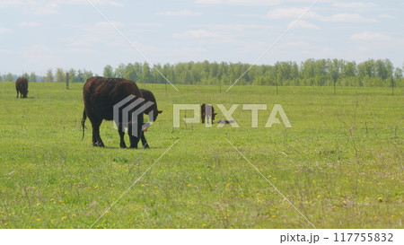 Cows Grazing In Pasture Under Big Blue Sky. Group Of Black Angus Cows Grazing In Pasture. Cows On Green Meadow. Cows Grazing In Pasture Under Big Blue Sky. Group Of Black Angus Cows Grazing In Pasture. Cows On Green Meadow. 117755832