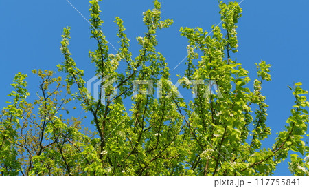 Beautiful White Flowers. Blossom Pear Tree With Branches With Sunshine On Background. Beautiful New Leaves And Flowers On Pear Trees In Spring. Beautiful White Flowers. Blossom Pear Tree With Branches With Sunshine On Background. Beautiful New Leaves And Flowers On Pear Trees In Spring. 117755841