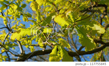 Forest In Spring In Clear Sunlight With An Opening Against Blue Sky. Tall Oak With Green Foliage. Oak Leaves Of Tree On Blue Sky Background. Forest In Spring In Clear Sunlight With An Opening Against Blue Sky. Tall Oak With Green Foliage. Oak Leaves Of Tree On Blue Sky Background. 117755845