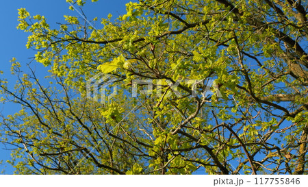 Oak Leaves And Pine Branches Against Blue Sky. Bright Green Leaf In Spring Nature. Green Oak Foliage In Sunny Weather In Spring Park. Oak Leaves And Pine Branches Against Blue Sky. Bright Green Leaf In Spring Nature. Green Oak Foliage In Sunny Weather In Spring Park. 117755846