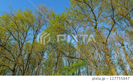 Calm Healing Footage. Sun Shines Through Foliage. Spring Oak Leaves On A Dark Background. Summer Wood. Oak Foliage And Flowers In Spring Season. Calm Healing Footage. Sun Shines Through Foliage. Spring Oak Leaves On A Dark Background. Summer Wood. Oak Foliage And Flowers In Spring Season. 117755847