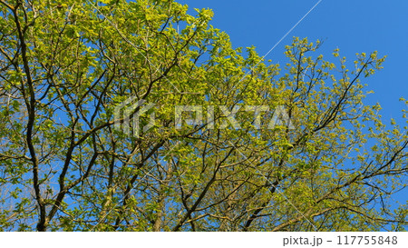 Young Tender Oak Foliage Swaying In Fresh Wind. Beautiful Oak Tree Foliage With Green Foliage. Summer Bright Background With A Branch And Leaves Of An Oak Close-Up Against A Blue Sky. 117755848