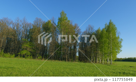 Nature Landscape With Greens Of Farmland. Beautiful Meadow Of Grass Moves In Wind On A Sunny Day. Rural Agricultural Landscape. Nature Landscape With Greens Of Farmland. Beautiful Meadow Of Grass Moves In Wind On A Sunny Day. Rural Agricultural Landscape. 117755849