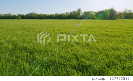 Nature Landscape With Greens Of Farmland. Beautiful Meadow Of Grass Moves In Wind On A Sunny Day. Rural Agricultural Landscape. 117755855