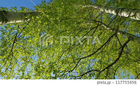 Sunlit Green Leaves Of A Tree In Morning Forest. Beauty Is In Nature. Young Bright Green Leaves On Birch Tree Branches. Environment Backdrop. 117755856