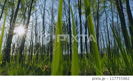 Calm Healing Footage. Sun Shines Through Foliage. Spring Oak Leaves On A Dark Background. Summer Wood. Oak Foliage And Flowers In Spring Season. 117755862