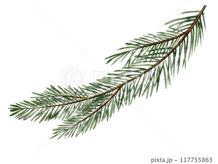 Watercolor illustration of Pine or Fir branches. Drawing with evergreen Christmas tree on isolated background for New Year greeting cards or holiday invitations. Coniferous twigs for xmas postcards. Watercolor illustration of Pine or Fir branches. Drawing with evergreen Christmas tree on isolated background for New Year greeting cards or holiday invitations. Coniferous twigs for xmas postcards. 117755863